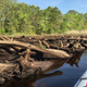 A ghost forest along the Mullica River watershed in New Jersey